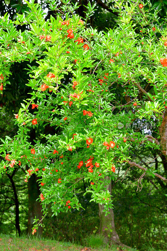 石榴/石榴:花和果实